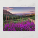 Search for crested butte postcards Meadow