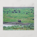 Search for american national park postcards Animal