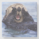 Search for sea otter Marine