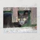 Search for cat postcards Kawaii