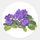 Search for african violet Flower