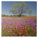Search for texas wildflower tiles Scenic