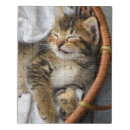 Search for tabby cat puzzles Sleeping