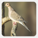 Search for mourning dove Feathers