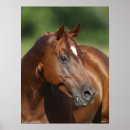 Search for headshot posters Mare