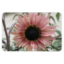 Search for sunflower magnets Nature