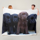 Search for chocolate lab blankets Puppy