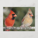 Search for nature postcards Black