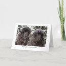 Search for newfoundland dog cards Dogs