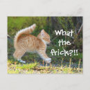 Search for funny cat postcards Cute
