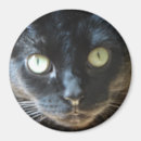 Search for black cat magnets Yellow eyes
