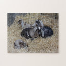 Search for baby goat toy games Pets