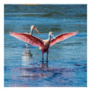 Search for roseate spoonbill posters Florida