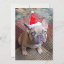 Search for french bulldog thank you cards Animal