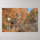 Search for mule posters Deer