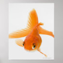 Search for goldfish posters Animal