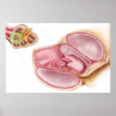 Search for medical posters Digitally generated image
