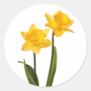 Search for yellow dandelion stickers Beautiful