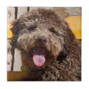 Search for lagotto romagnolo Collar