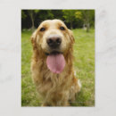 Search for golden retriever postcards Animal