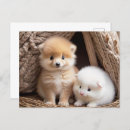 Search for animal postcards Baby animals
