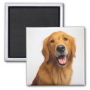 Search for golden retriever magnets smile