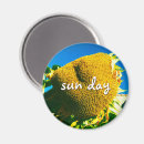 Search for sunflower magnets Photography