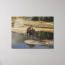 Search for wildlife canvas prints national park