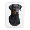 Search for doberman with natural ears Dobermann