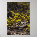 Search for dandelion art Perspective