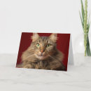 Search for maine coon cat christmas cards Kitty