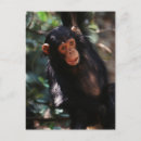Search for chimpanzee postcards Africa