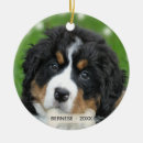 Search for bernese mountain dog ornaments Cute