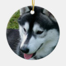 Search for siberian husky ornaments Puppies