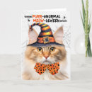 Search for norwegian forest cat Pets