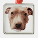 Search for pit bull ornaments animal
