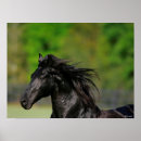 Search for headshot posters Friesian