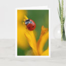 Search for ladybug note cards Nature