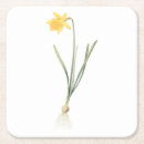 Search for daffodil gifts Flora