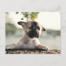 Search for german shepherd postcards Baby