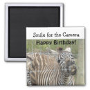 Search for zebra magnets birthday