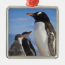 Search for antarctica ornaments Wildlife