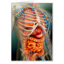 Search for human body organs Lung