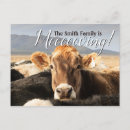 Search for funny moving postcards Cow