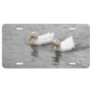 Search for duck license plates Water