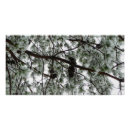 Search for snow covered trees posters Nature