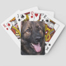 Search for dog playing cards German