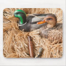 Search for mud duck Mallard