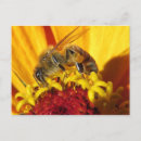 Search for bee postcards Insects
