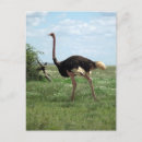 Search for africa postcards Wildlife